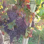 Domaine Du Papillon 3* Lesparre-Médoc