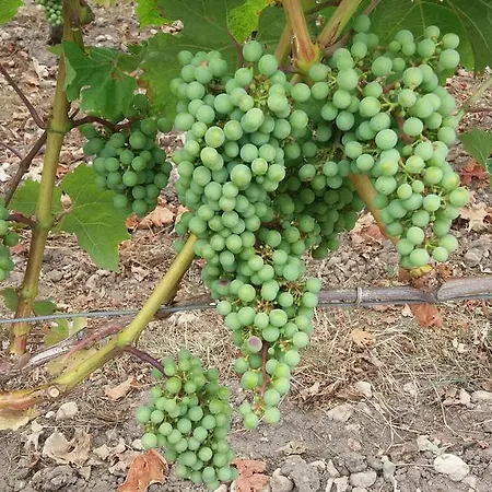 Domaine Du Papillon B&B Lesparre-Médoc