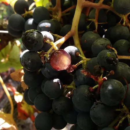 Domaine Du Papillon Lesparre-Médoc